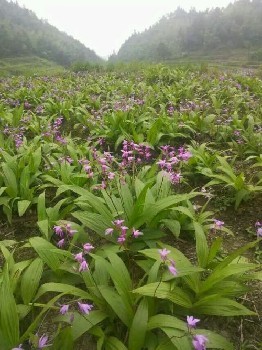 貴州華科金農(nóng)御貴草白芨種植 多元合作模式助力農(nóng)戶致富