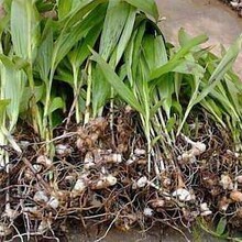 黃土坡上的雙生花 山西廟上冬棗與白芨的輪回守望