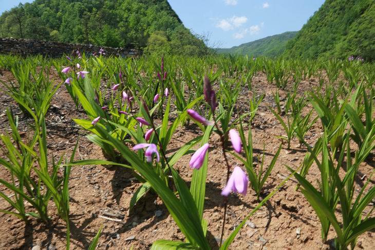 湖北百草堂白芨種植 深耕藥材產(chǎn)業(yè)鏈，共謀農(nóng)業(yè)產(chǎn)業(yè)升級(jí)新篇章