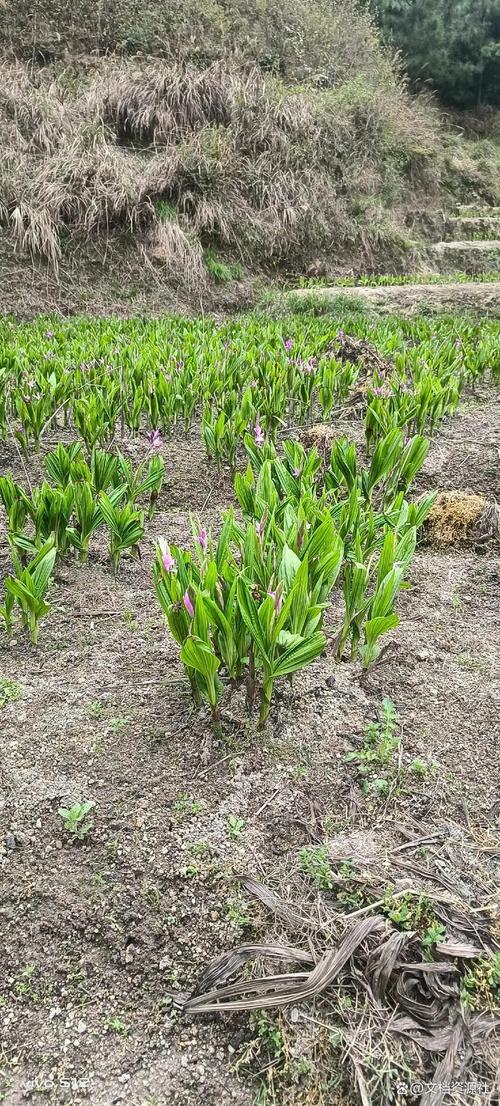 陰坡種出黃金根 白芨高效種植全流程解析