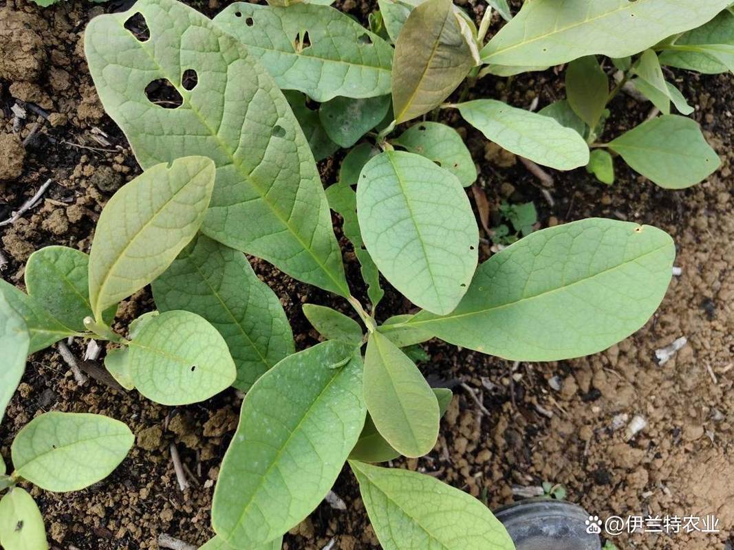 白芨種苗選購(gòu)指南 科學(xué)選苗提升種植效益
